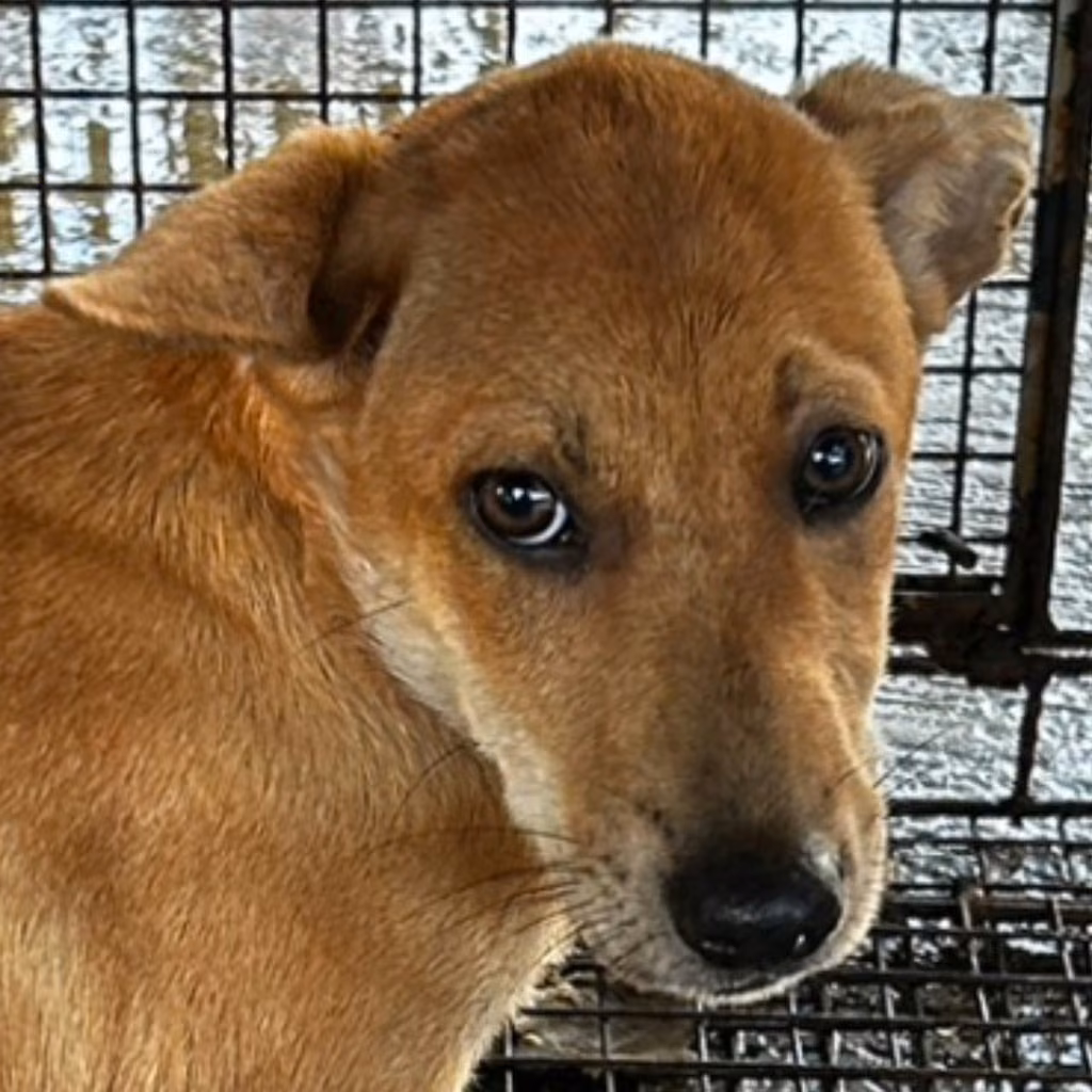The dog, from the shelter's listing