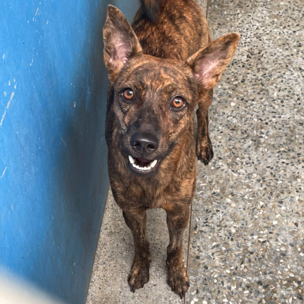 The dog, from the shelter's listing