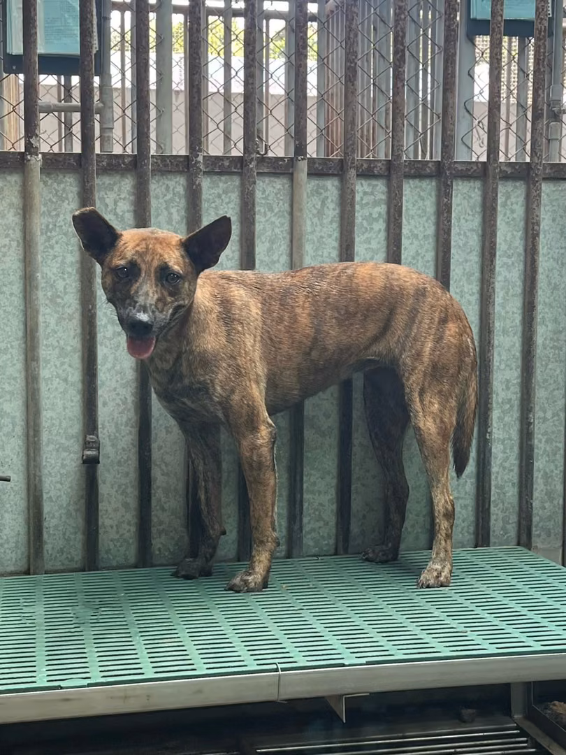 The dog, from the shelter's listing