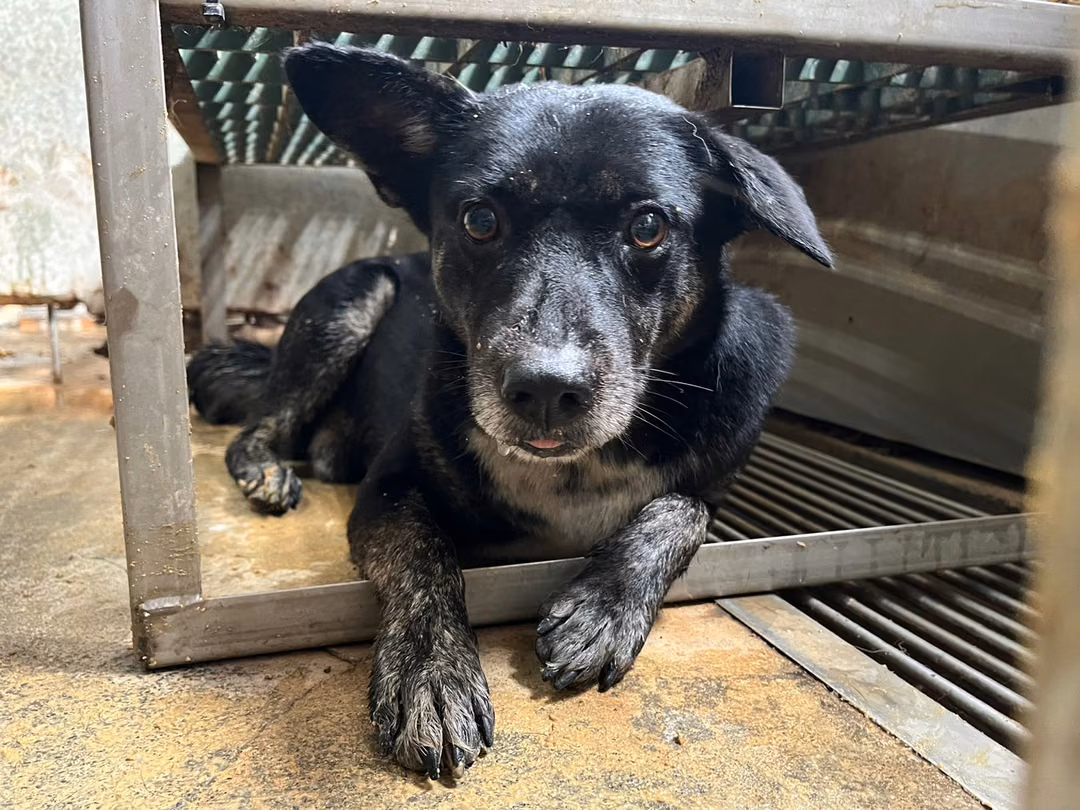 The dog, from the shelter's listing