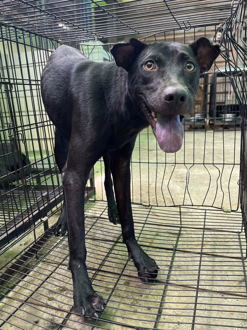 The dog, from the shelter's listing