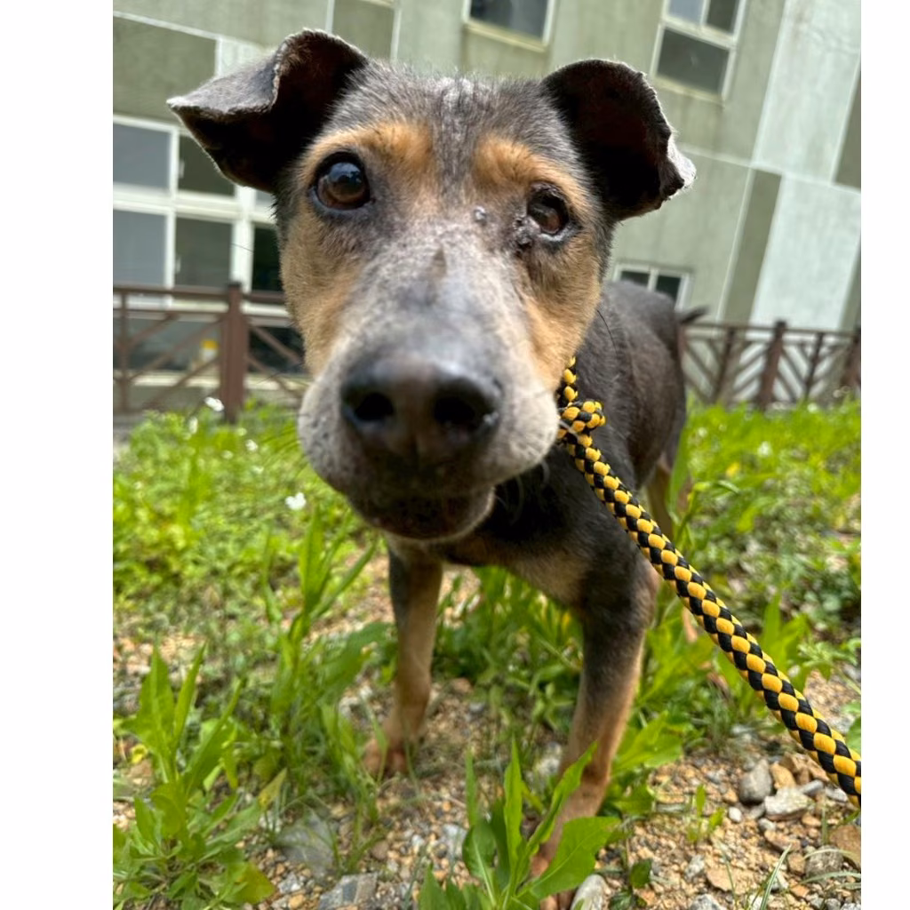 The dog, from the shelter's listing