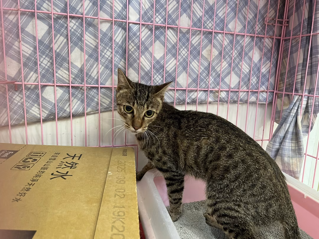 The cat, from the shelter's listing