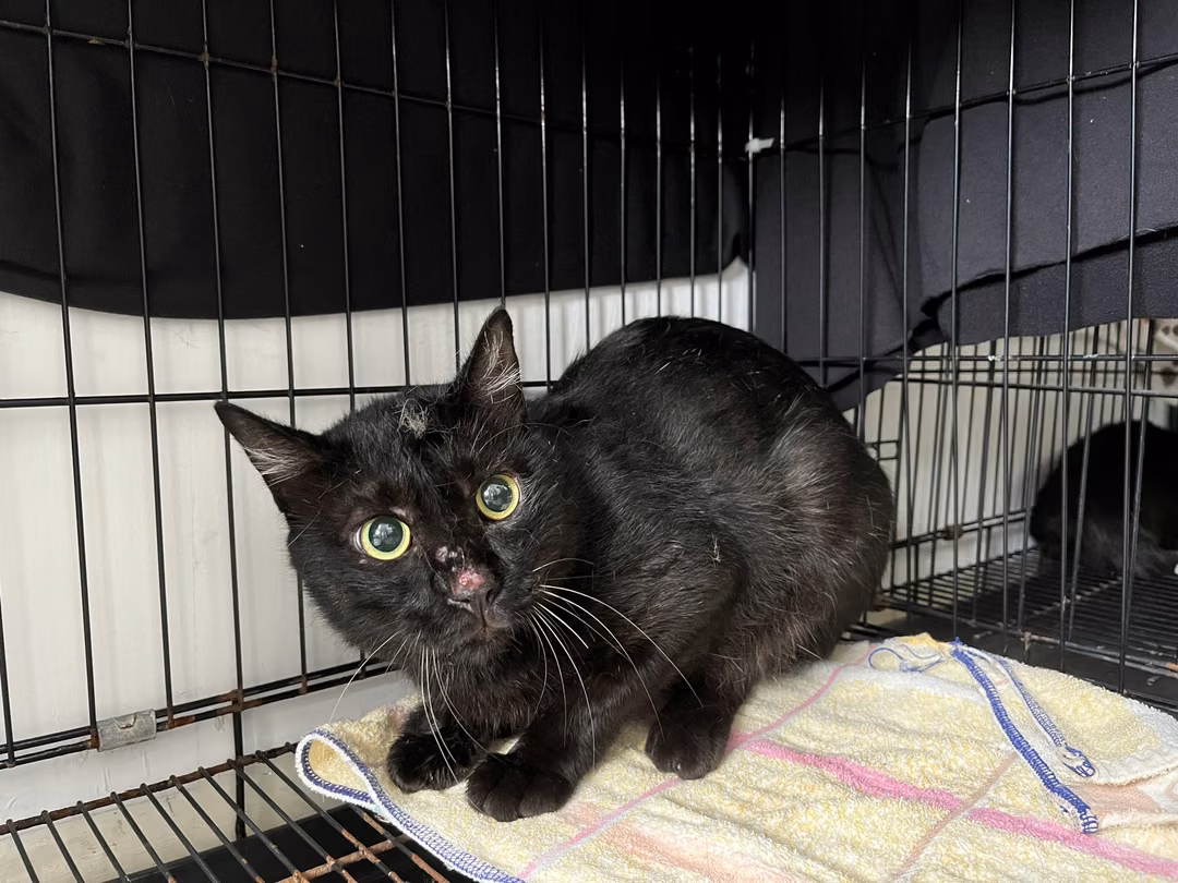The cat, from the shelter's listing