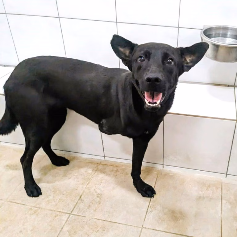 The dog, from the shelter's listing