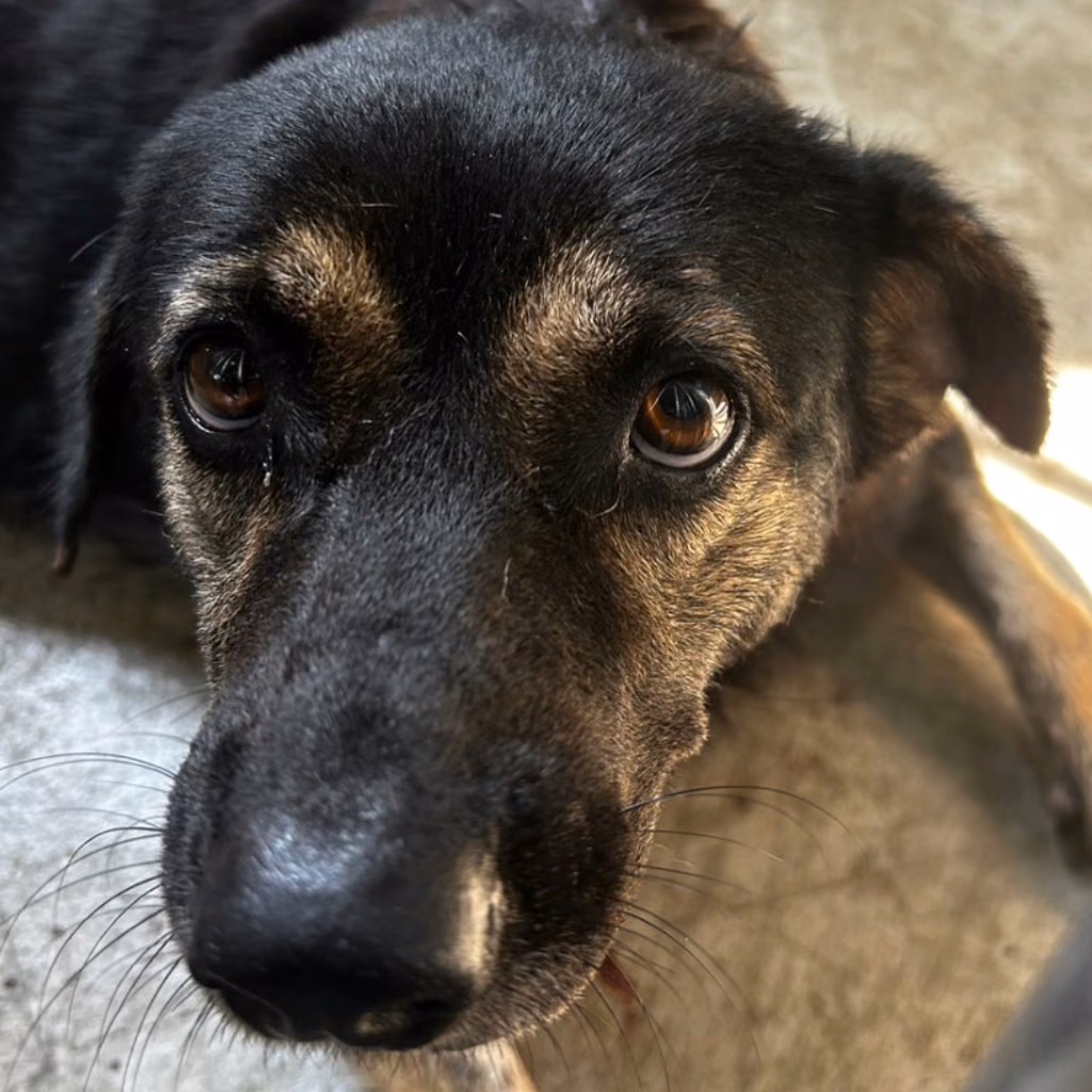 The dog, from the shelter's listing