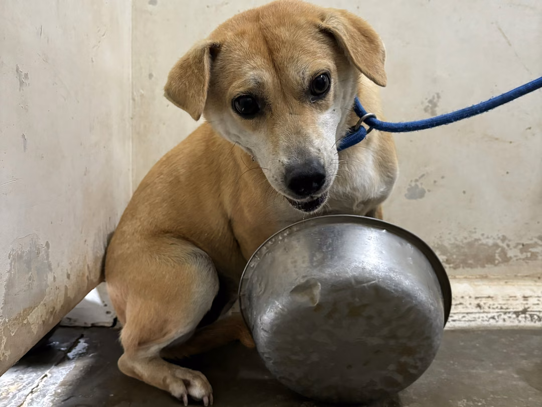 The dog, from the shelter's listing