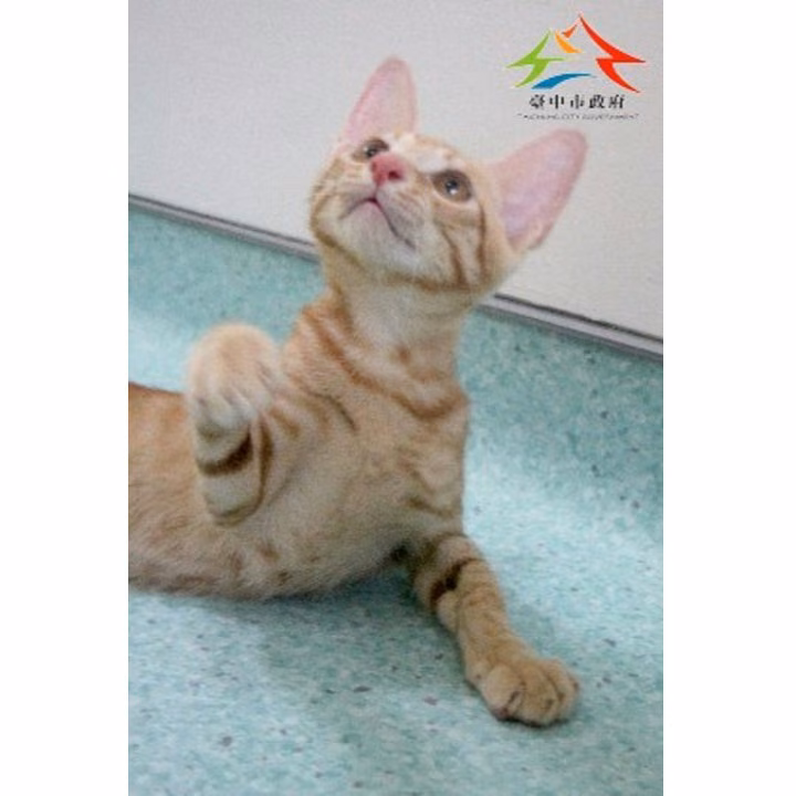 The cat, from the shelter's listing