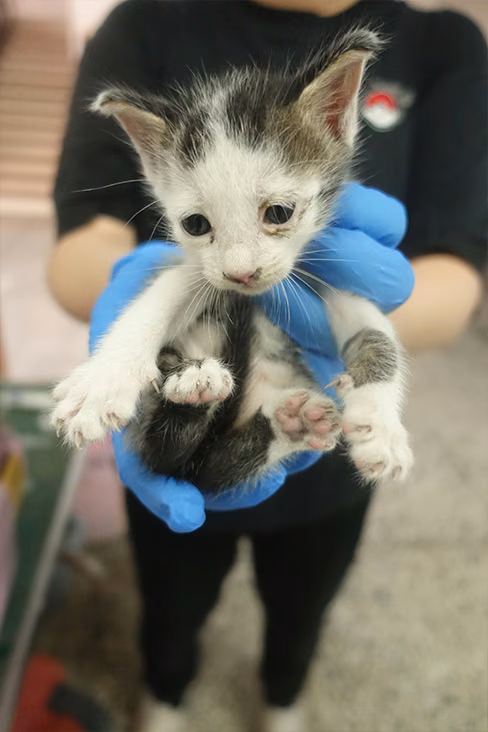 The cat, from the shelter's listing