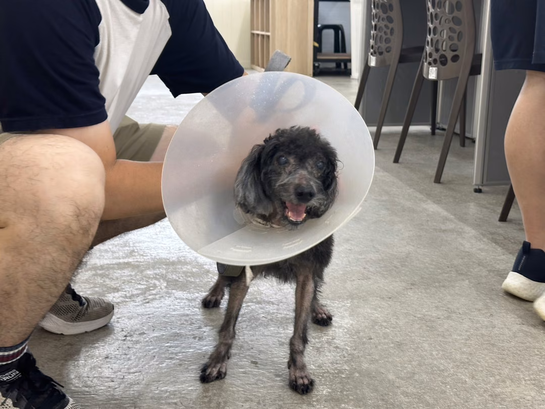 The dog, from the shelter's listing