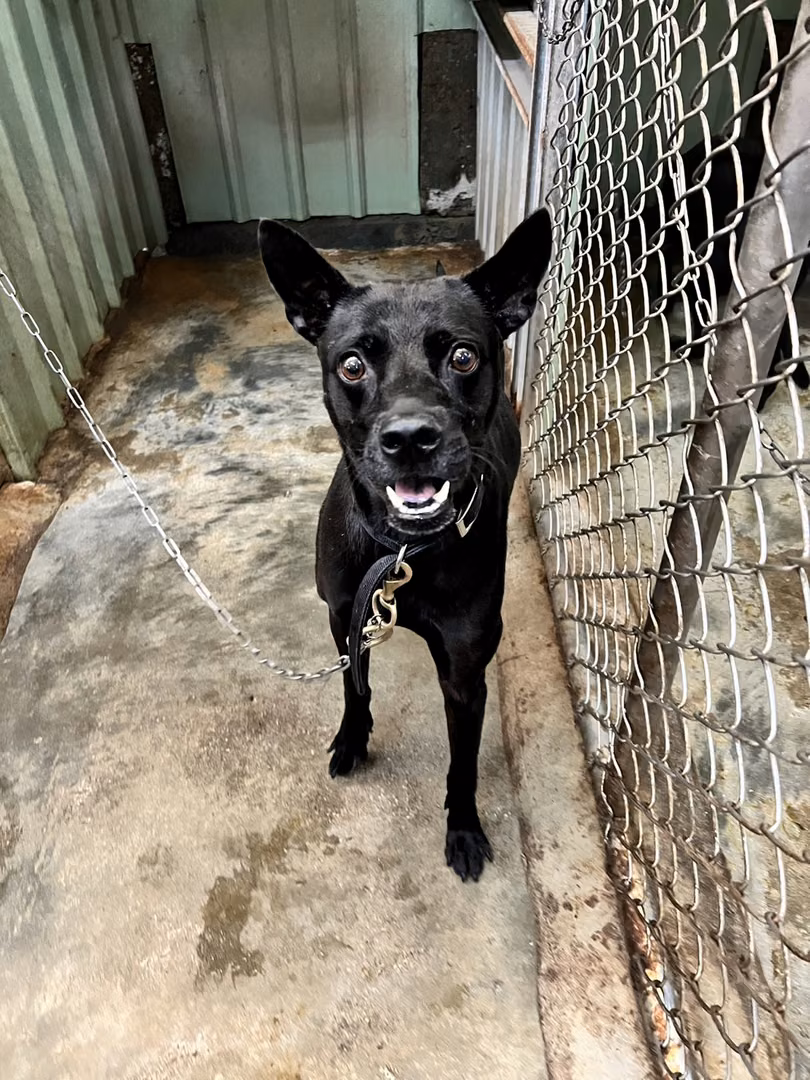 The dog, from the shelter's listing