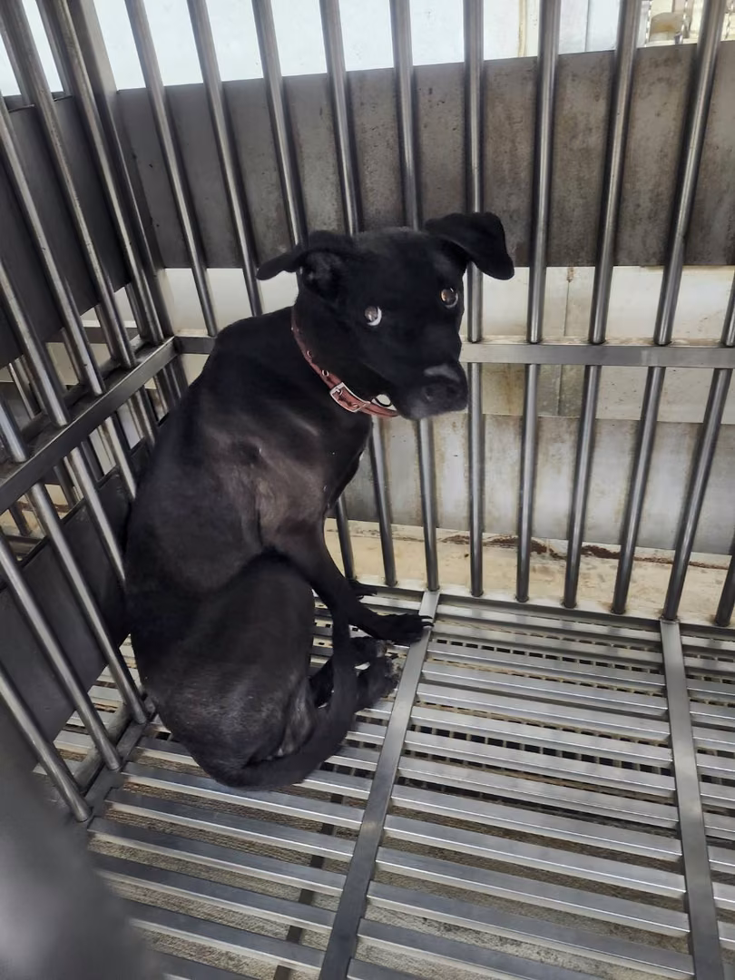The dog, from the shelter's listing