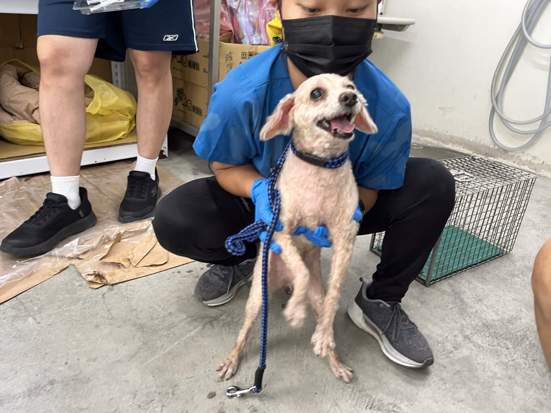 The dog, from the shelter's listing