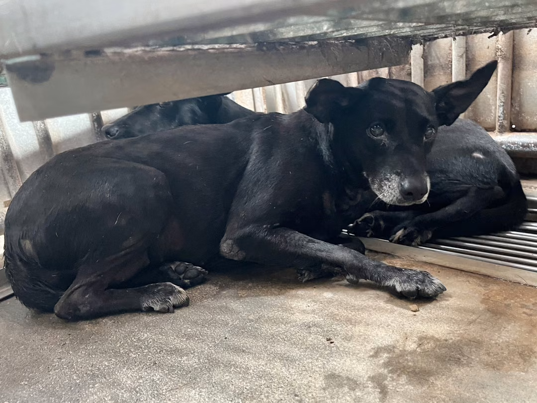 The dog, from the shelter's listing