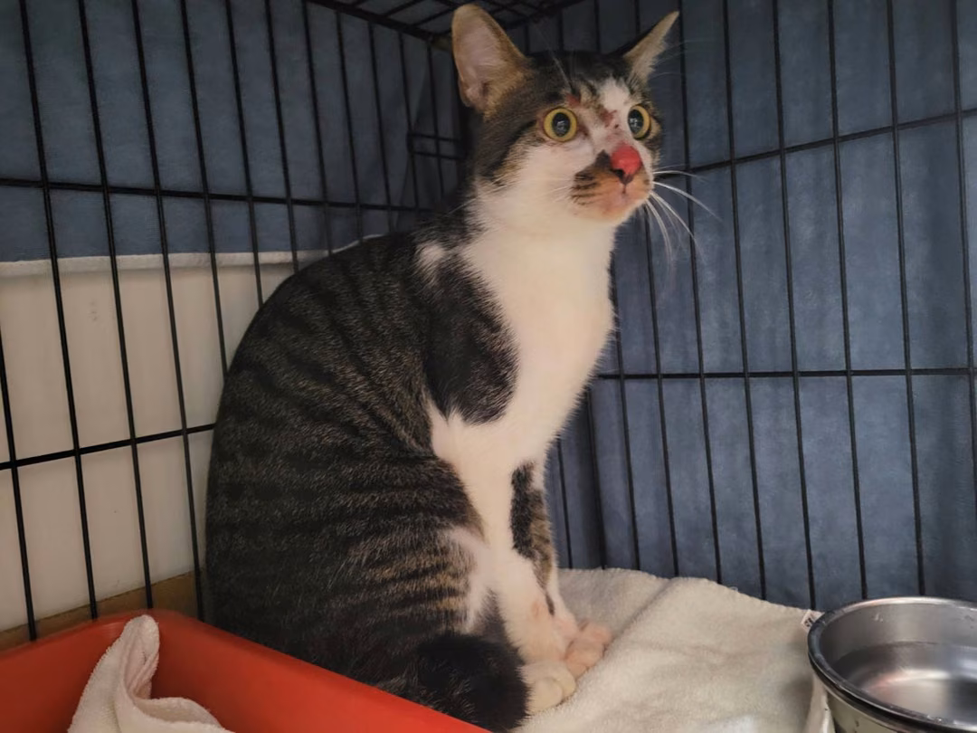 The cat, from the shelter's listing
