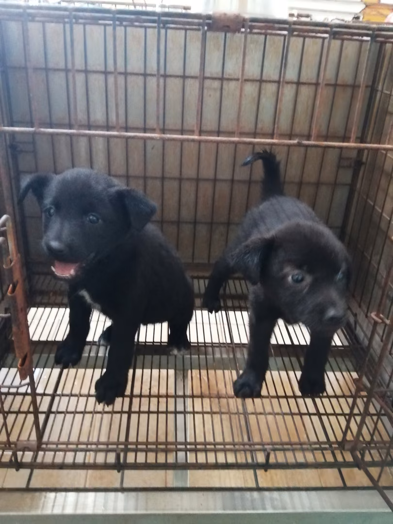 The dog, from the shelter's listing