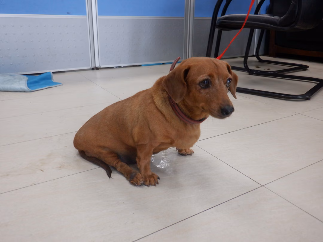 The dog, from the shelter's listing
