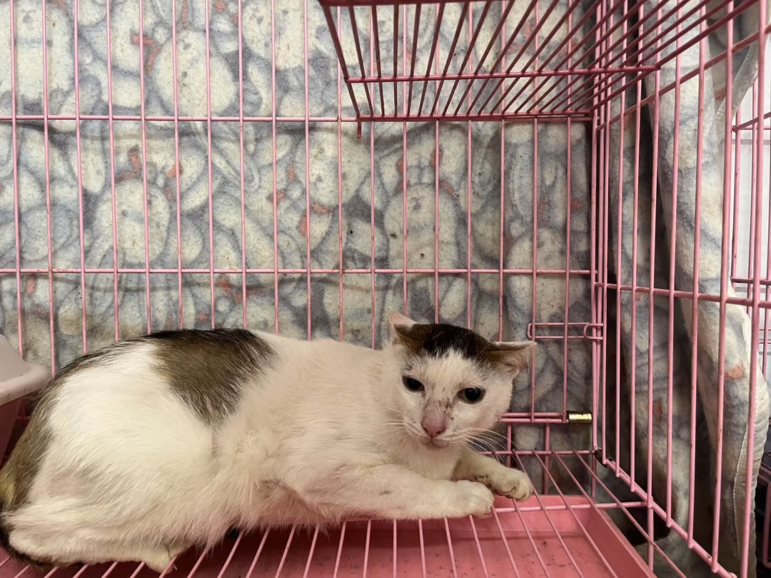 The cat, from the shelter's listing