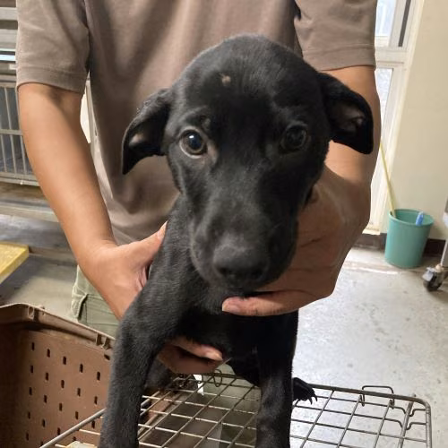 The dog, from the shelter's listing