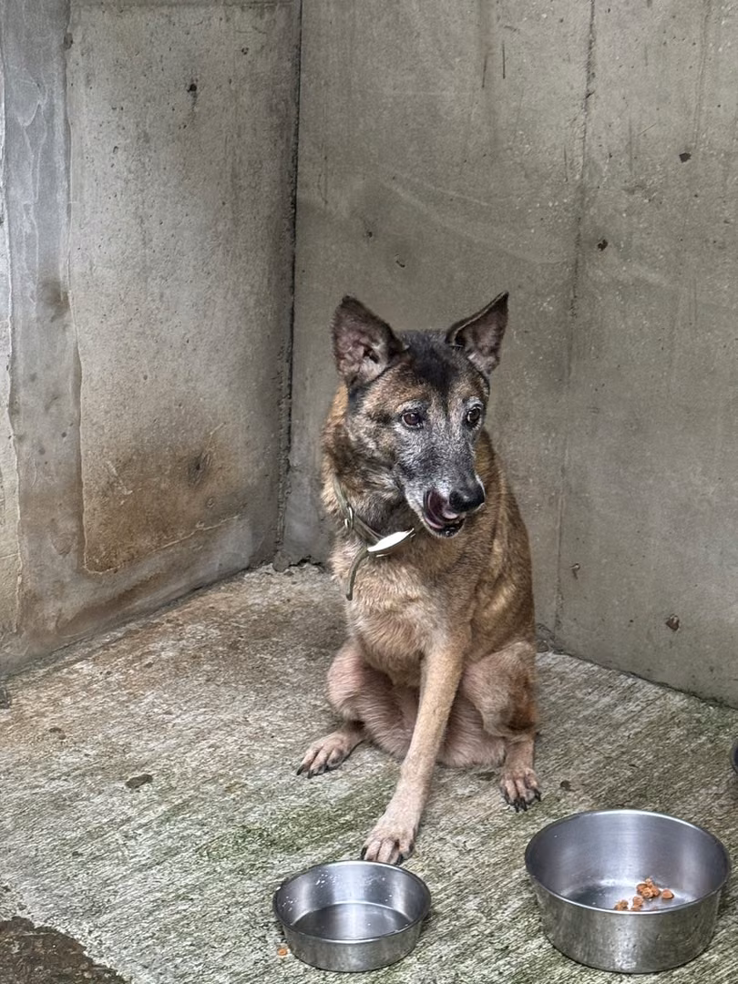 The dog, from the shelter's listing