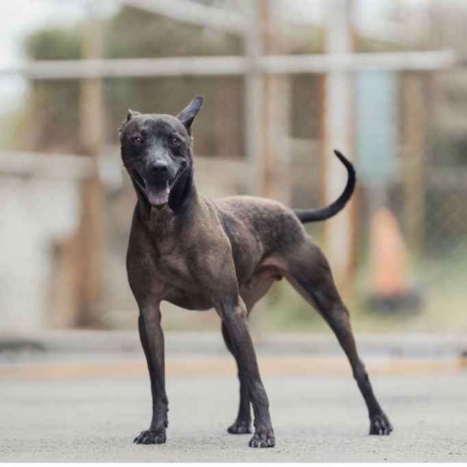 The dog, from the shelter's listing
