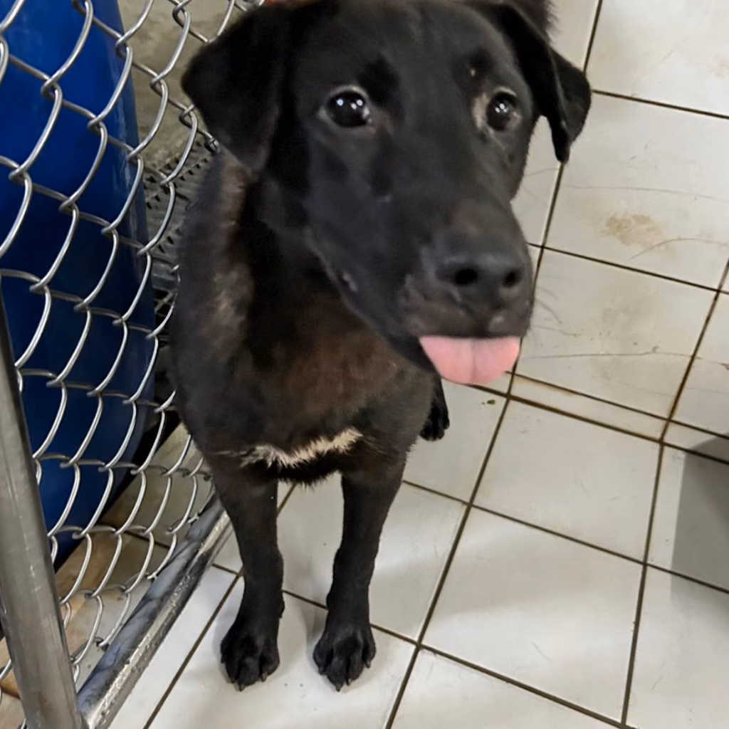 The dog, from the shelter's listing