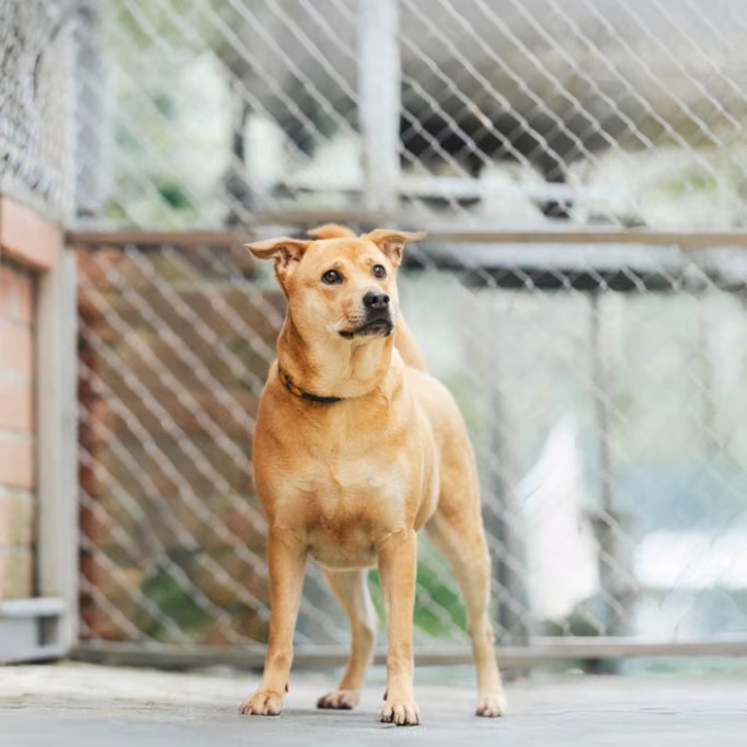 The dog, from the shelter's listing