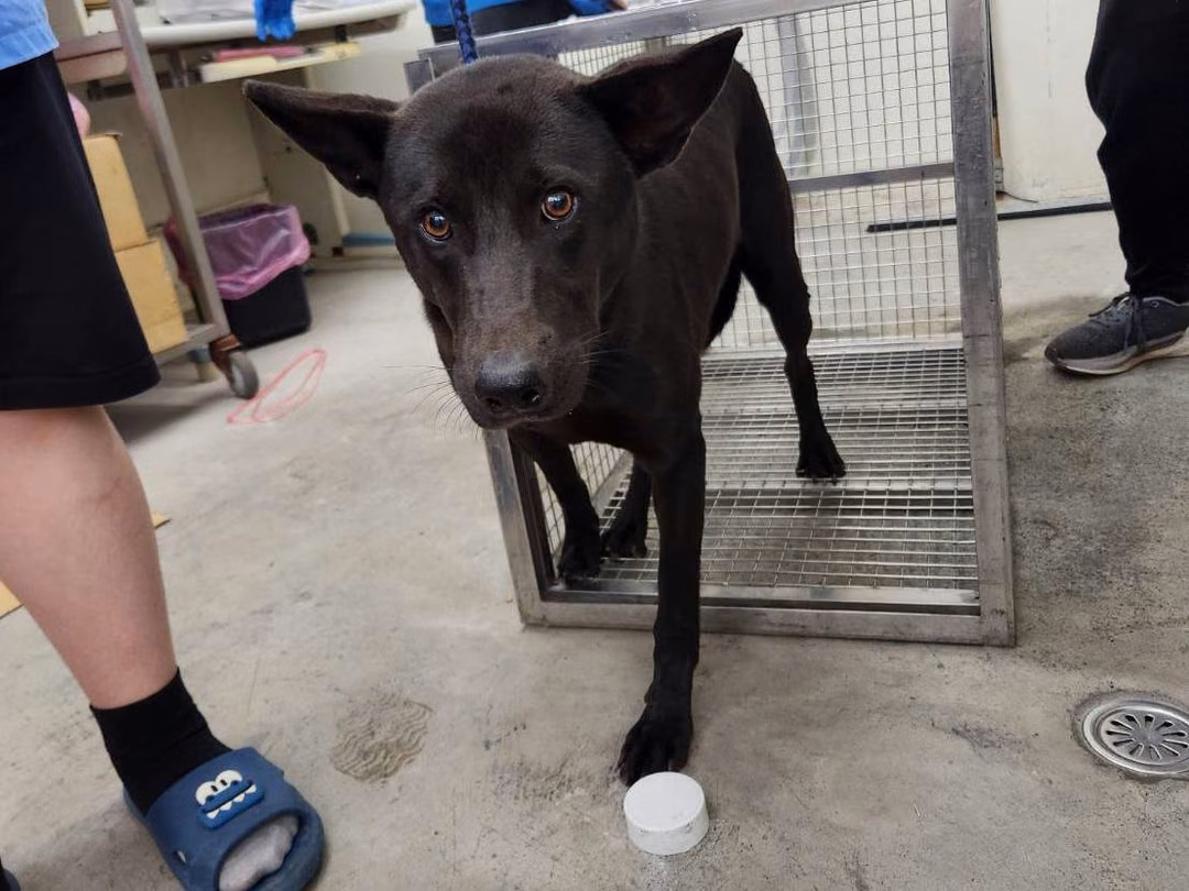 The dog, from the shelter's listing