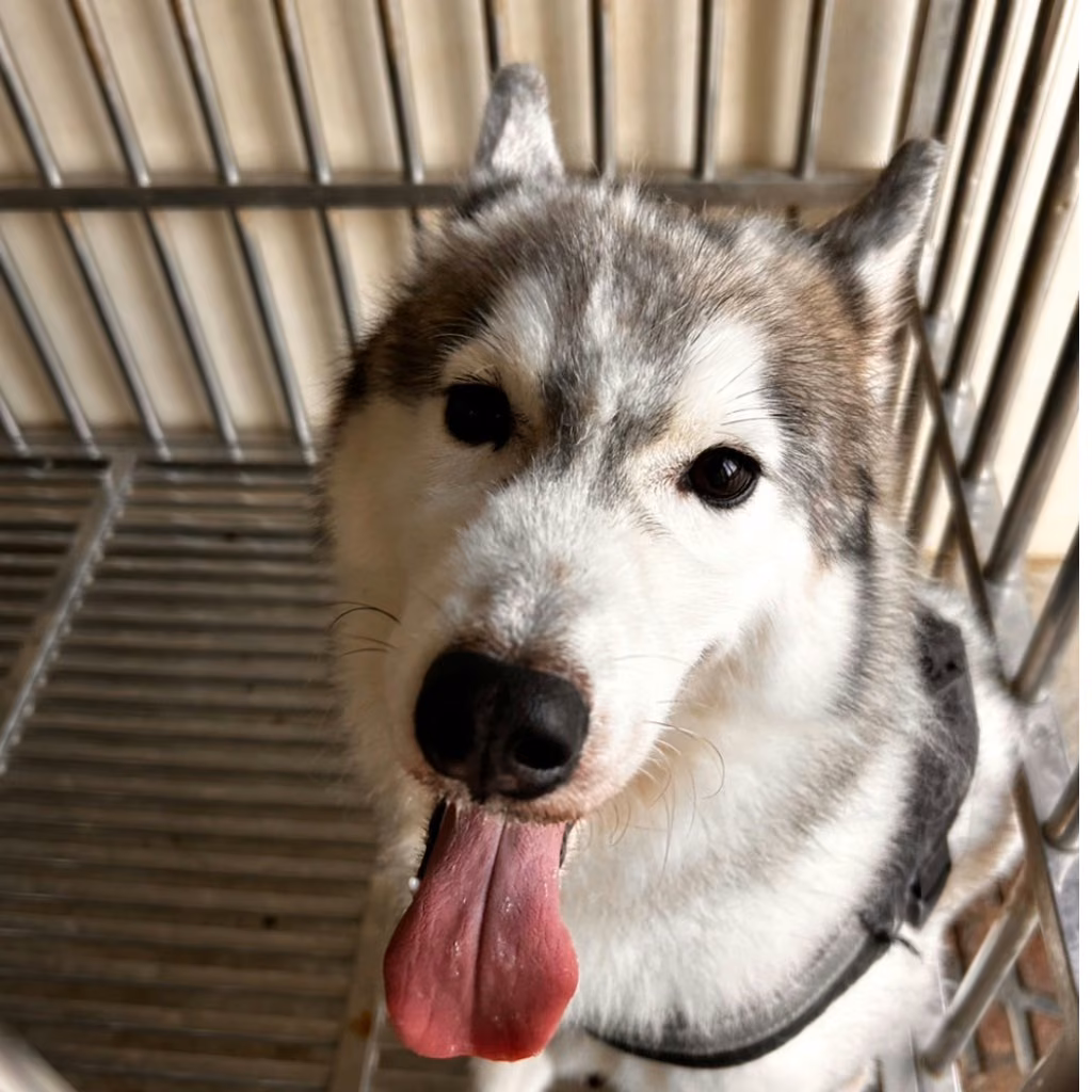 The dog, from the shelter's listing