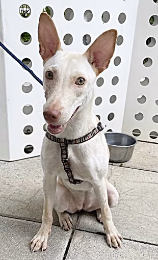 The dog, from the shelter's listing