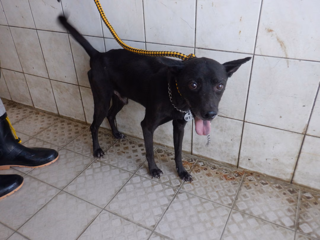 The dog, from the shelter's listing