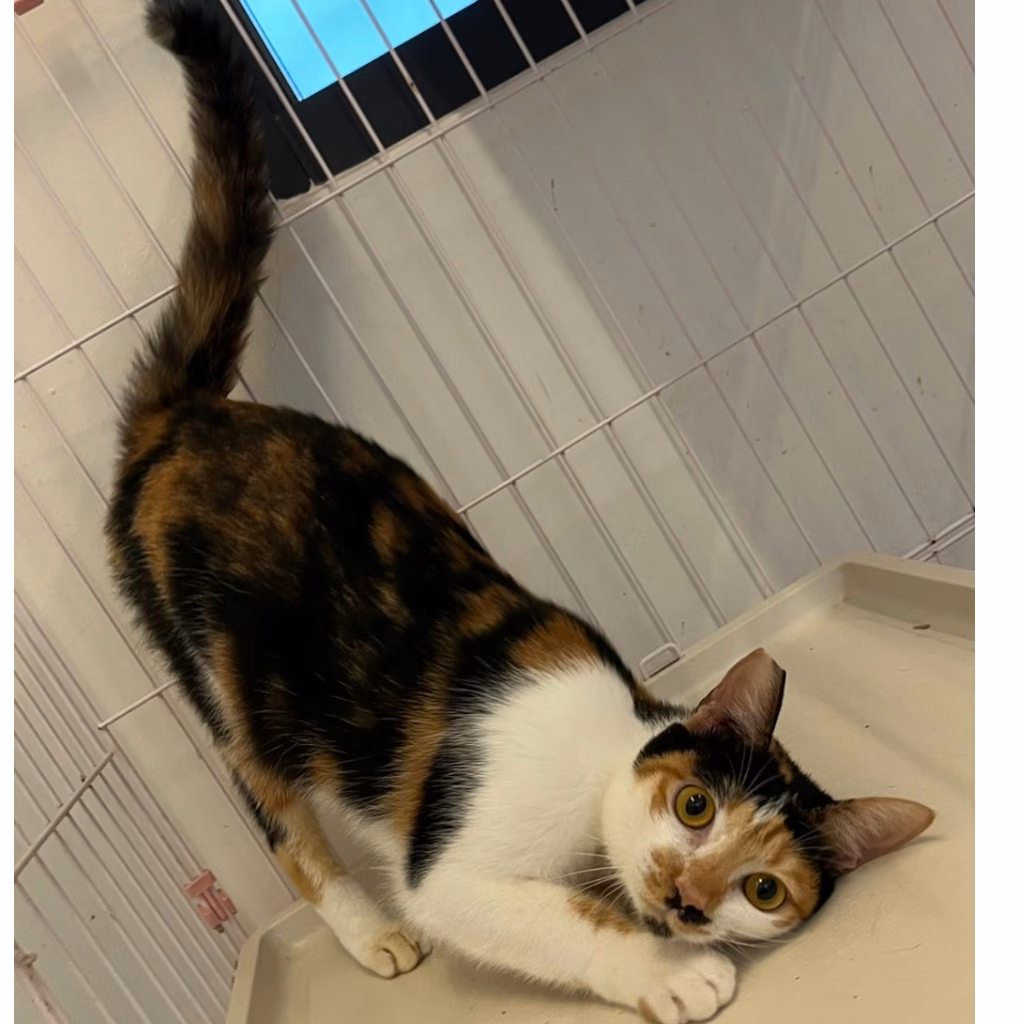 The cat, from the shelter's listing