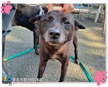The dog, from the shelter's listing