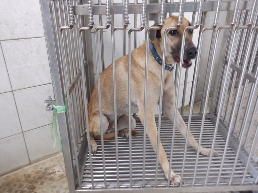 The dog, from the shelter's listing