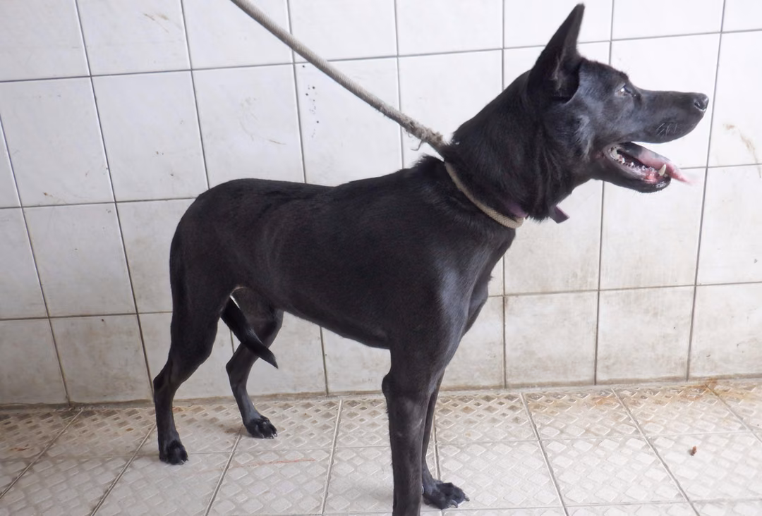 The dog, from the shelter's listing