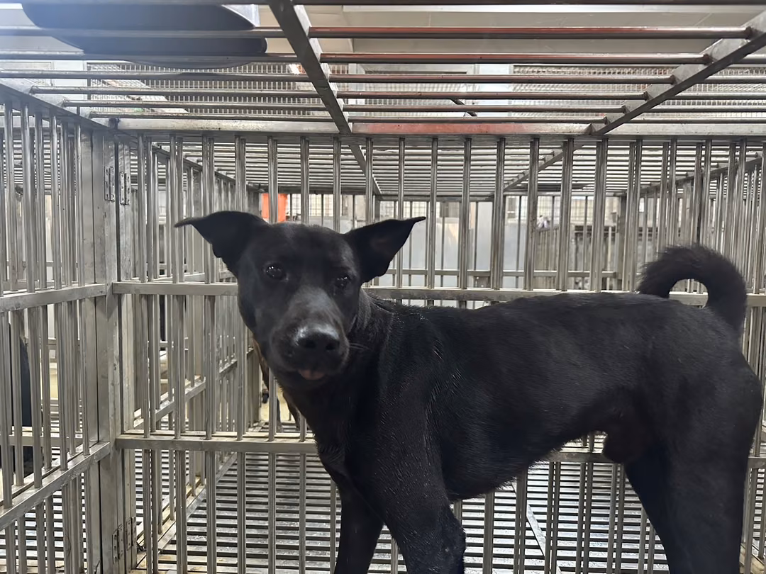The dog, from the shelter's listing