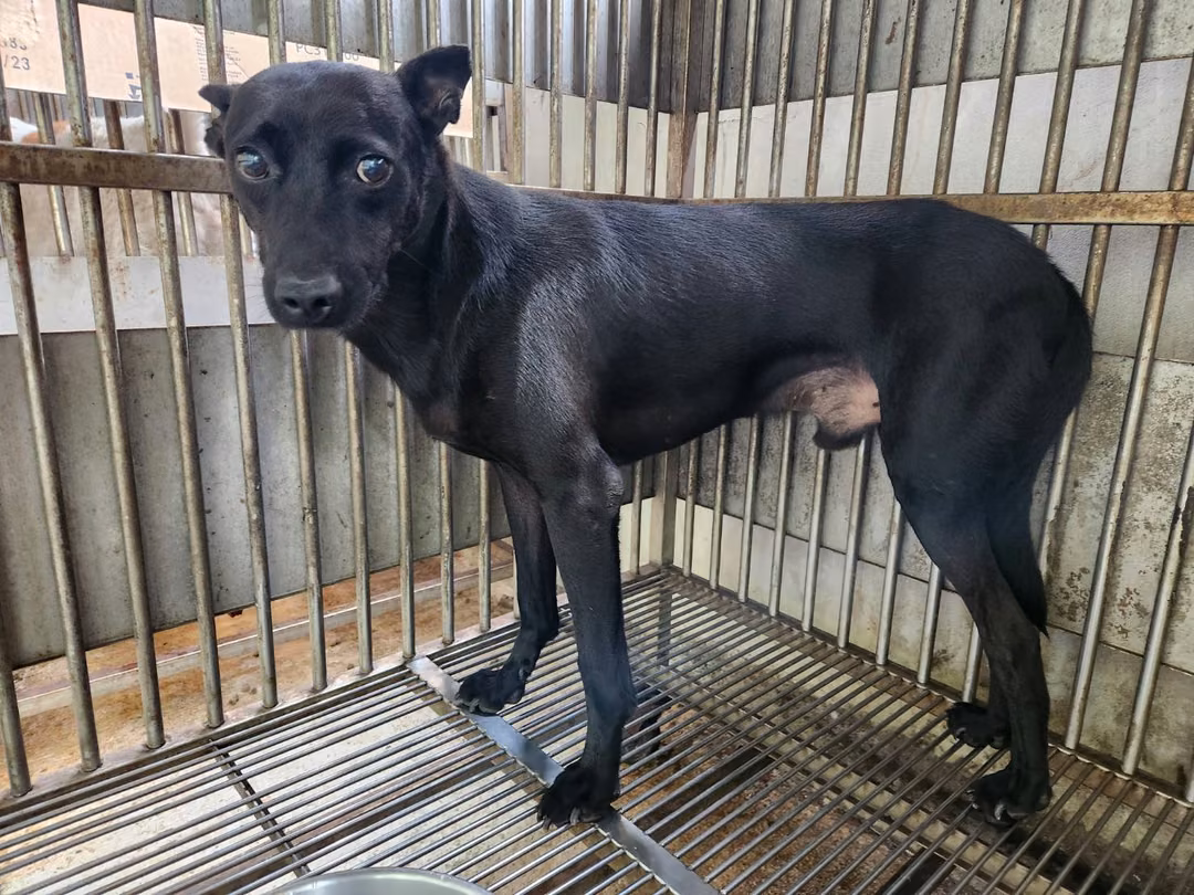 The dog, from the shelter's listing