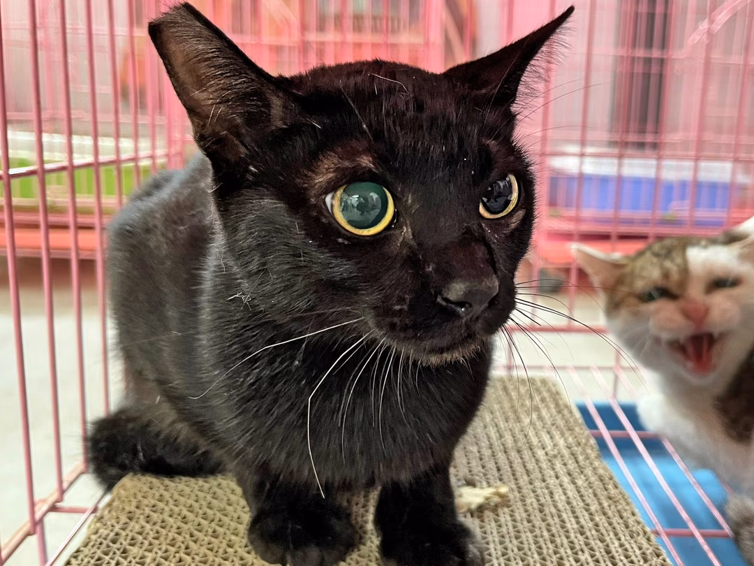 The cat, from the shelter's listing