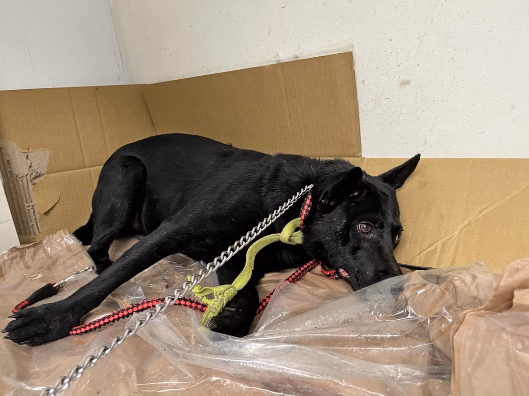 The dog, from the shelter's listing
