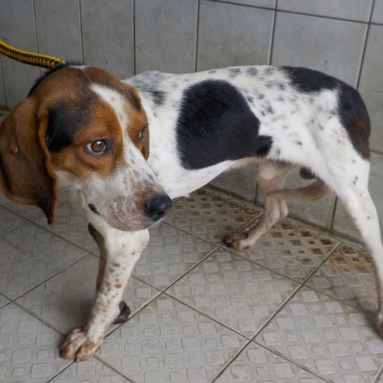 The dog, from the shelter's listing