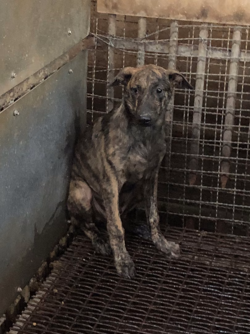 The dog, from the shelter's listing