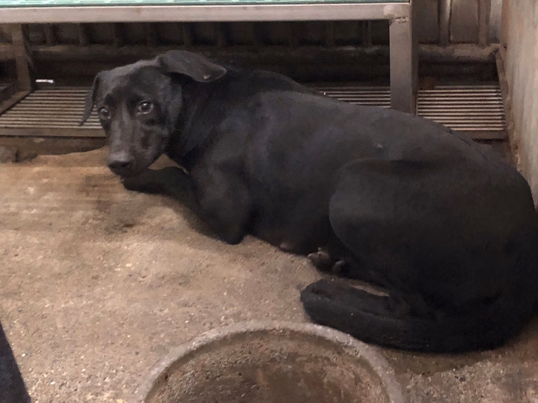 The dog, from the shelter's listing