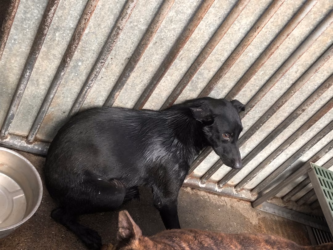 The dog, from the shelter's listing