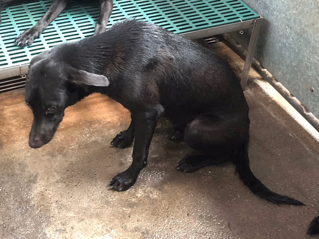 The dog, from the shelter's listing