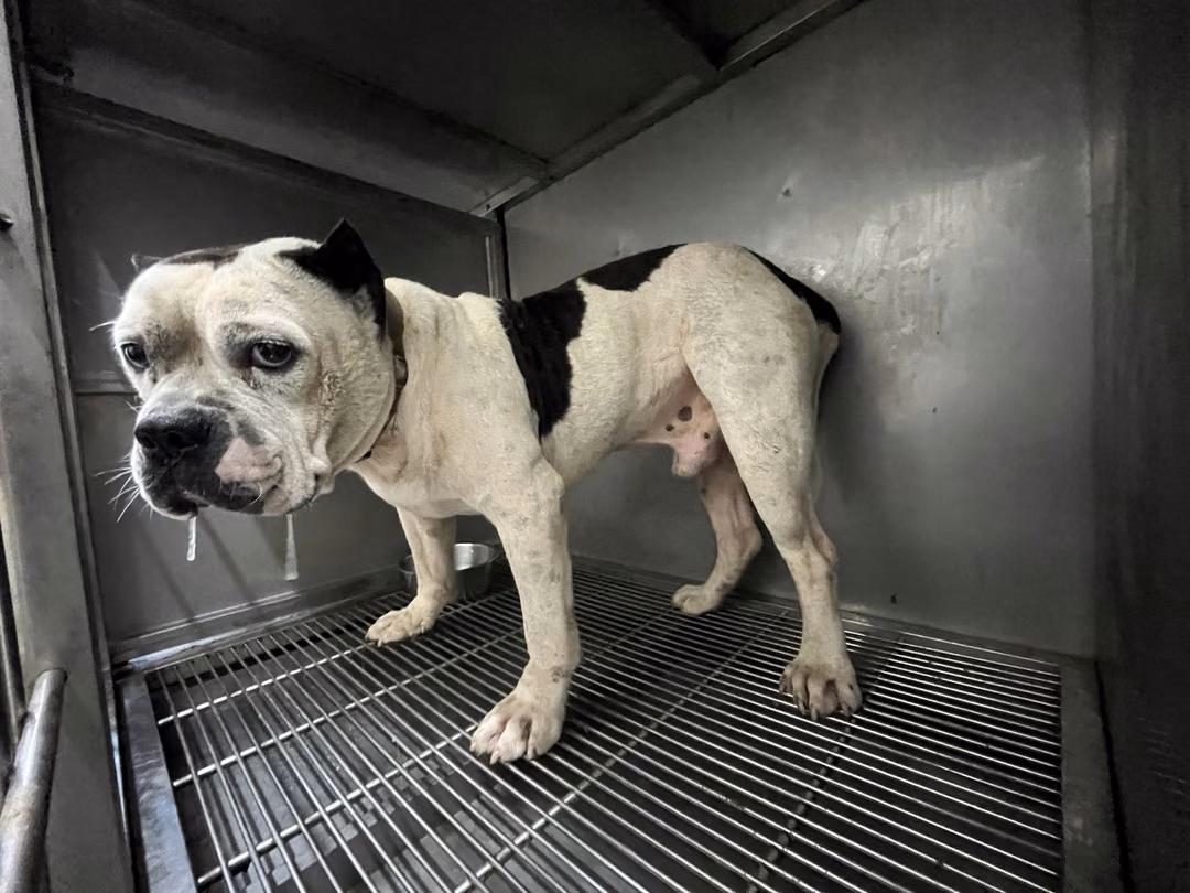 The dog, from the shelter's listing