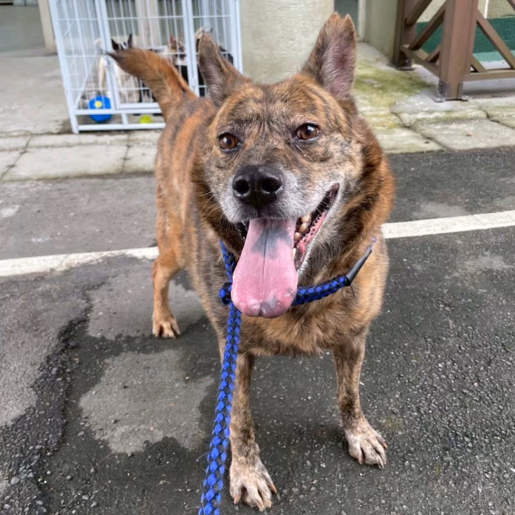 The dog, from the shelter's listing