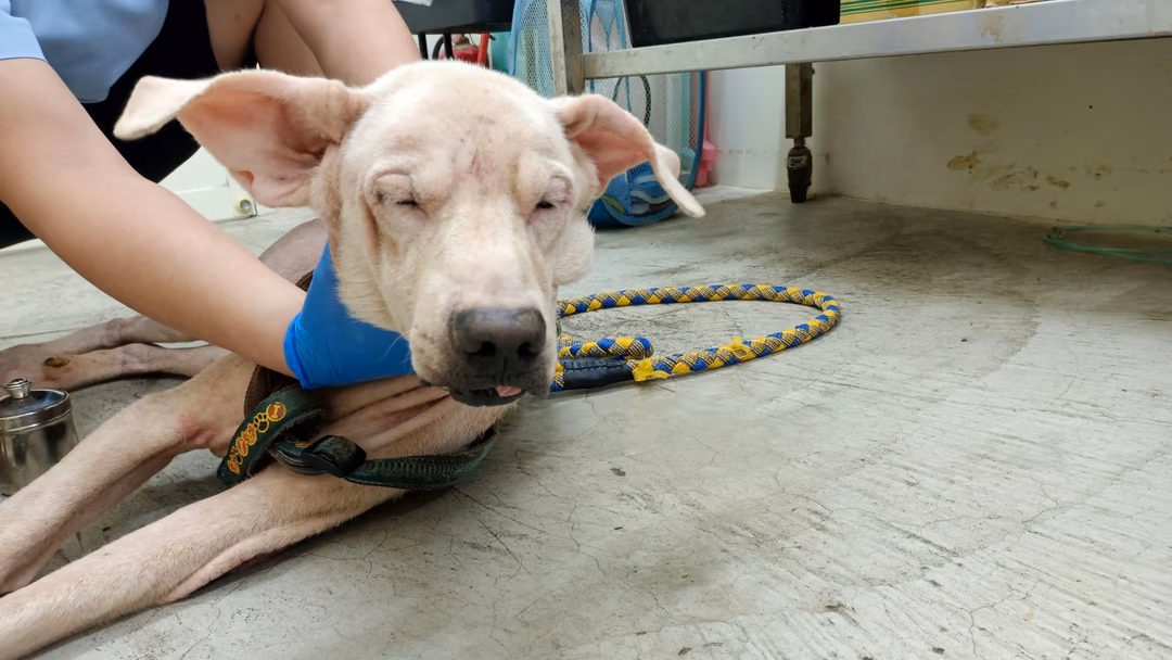 The dog, from the shelter's listing