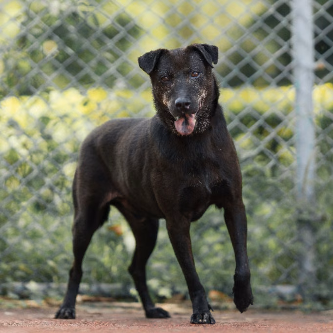 The dog, from the shelter's listing