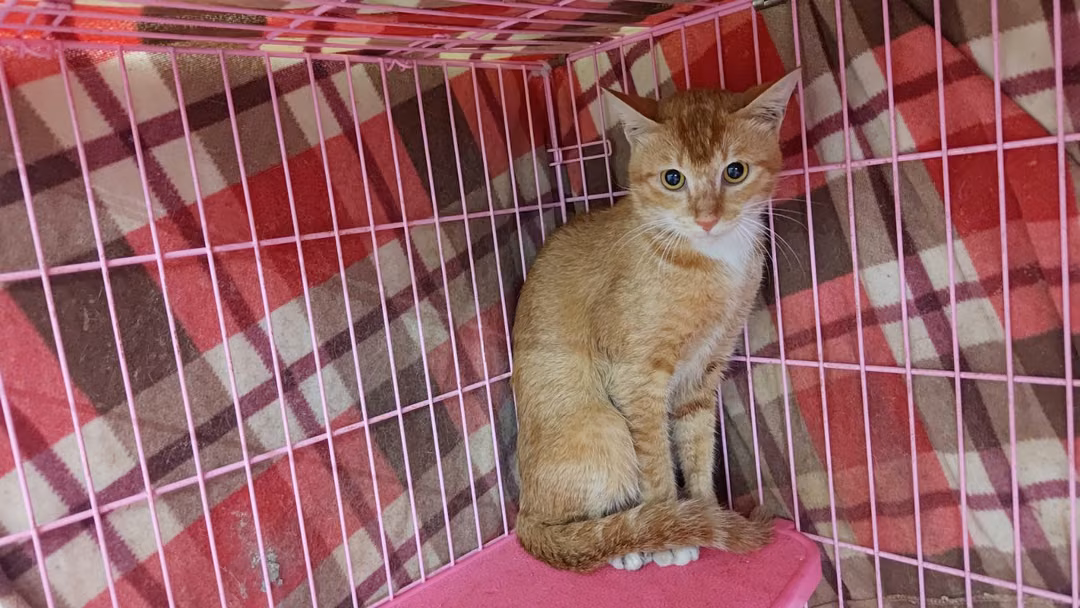 The cat, from the shelter's listing