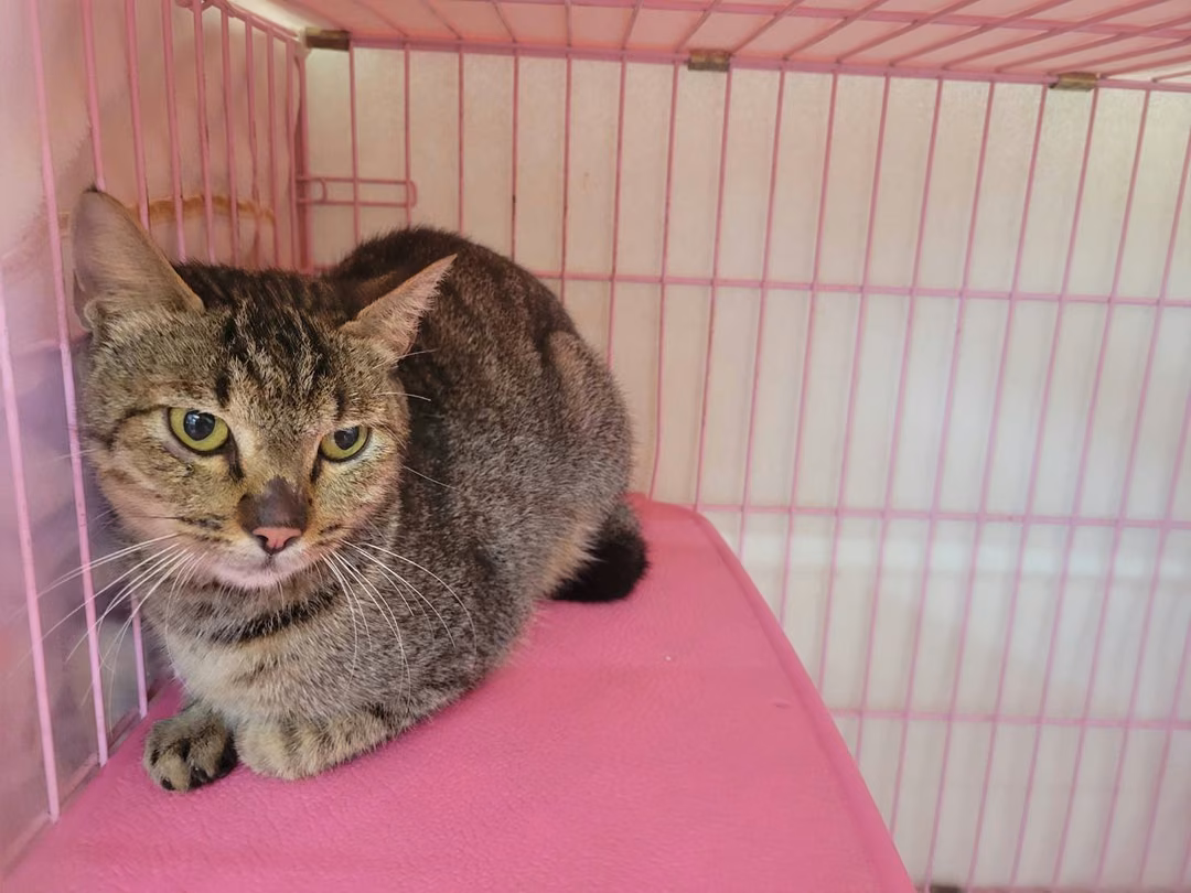 The cat, from the shelter's listing